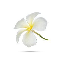 Frangipani flower on white background