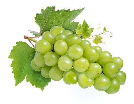 Green grape with leaves isolated on white With clipping path, Shine Muscat Grape isolated on white background,