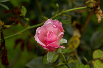 Pink roses that are blooming among other withered flowers In the heat of the sun