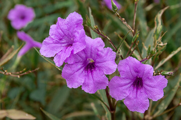 Mexican Petunia Beautiful purple flowers that are beautiful ornamental plants. Dark green leaves.