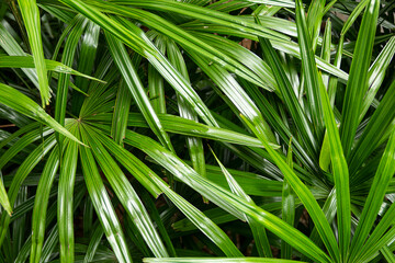 The leaves of palmetto Beautiful green Stacked many