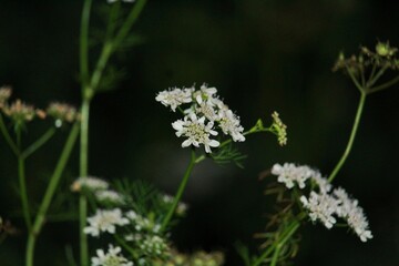 white flowers on green background