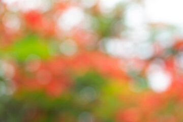 Nature green red flower Take a blur to create a text area. And advertising space