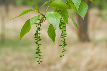 Birch, lat. Bétula, tree, birch leaf, 
medicinal plant