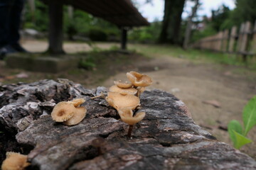 枯れた切り株で成長しているキノコ
