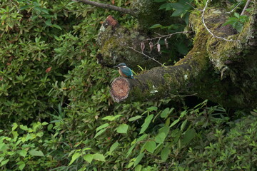 木にとまる1羽のカワセミ
