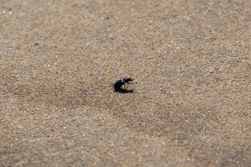Small black beetle walking on brown asphalt. Close up, shallow depth of field.