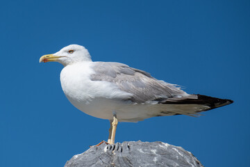 White seagull standing on rock at beach on a bright sunny day with blue sky