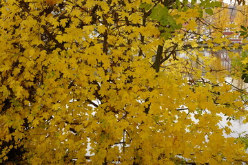 Autumn maple in Margetshoechheim Germany.