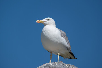 White seagull perched on top of a rock in summer against blue sky