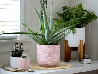 Group of indoor house potted plants in a pots