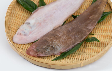 アカシタビラメの表と裏