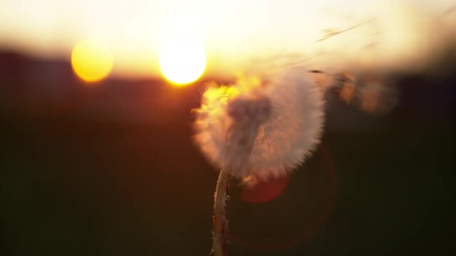MACRO, DOF, LENS FLARE, COPY SPACE: Cinematic shot of wind blowing away a fluffy dandelion blossom at sunrise. Golden sunset shines on dandelion getting its seeds swept off by the warm summer breeze.