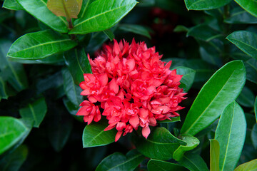 close-up of red needle flower, needle flower with green leaves background