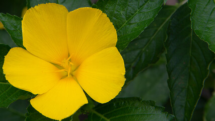 Damina, a beautiful yellow flower Against the backdrop of green leaves.