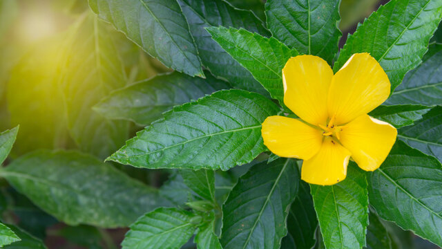 Damina, a beautiful yellow flower Against the backdrop of green leaves.