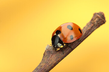 small ladybug on a knob
