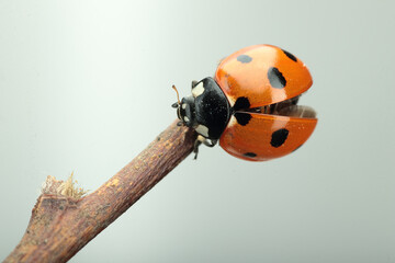 little ladybug on a knob