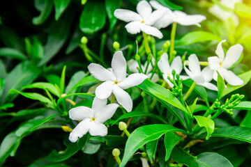 Obraz na płótnie Canvas Gardenia jasminoides flower is a small white flower with green leaves with a beautiful delicate fragrance.