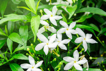Gardenia jasminoides flower is a small white flower with green leaves with a beautiful delicate fragrance.