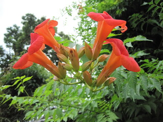campsis grandiflora
