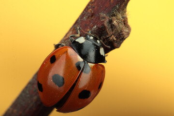small ladybug on a knob
