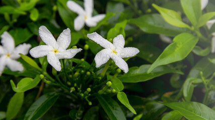 Gardenia jasminoides flower is a small white flower with green leaves with a beautiful delicate...