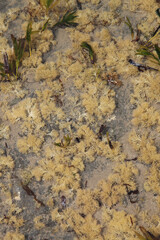 Details of the Bass Coast in Victoria, Australia, feauturing the coastline, beach, rock formations, seaweed and natural beauty.