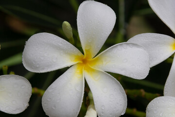 White frangipani tropical flower, Plumeria flower blooming on tree, spa flower.