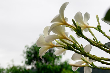 White frangipani tropical flower, Plumeria flower blooming on tree, spa flower.