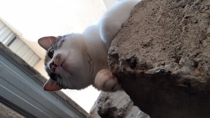 Hermoso gatito modelo