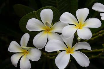 Fototapeta na wymiar White frangipani tropical flower, Plumeria flower blooming on tree, spa flower.