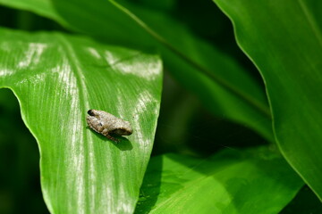 カジカガエル幼体