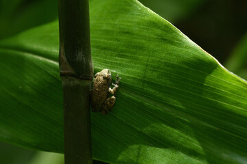 カジカガエル幼体