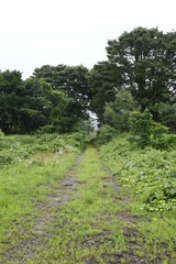 草木が生い茂る道