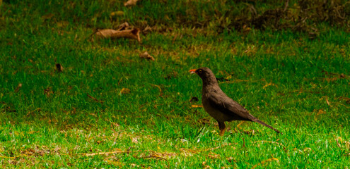 orange-billed blackbird on the grass feeding during the day