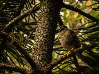 Orange-billed blackbird nestling perched on pine tree branch in the afternoon