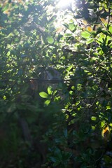 The sunlight from beautiful green leafs in summer.