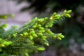 Fir, pine, lat. Abies, needles, young tree, short needles, green spruce, new shoots, dark needles, needles closeup
