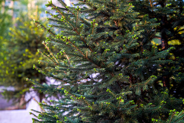 Fir, pine, conifer, lat. Abies, needles, young tree, short needles, green spruce, new shoots, dark...