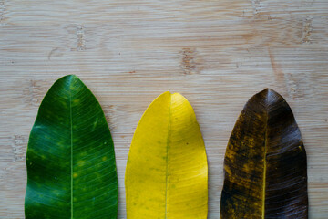 Different color leaves on rustic wooden background.Climate change concept.