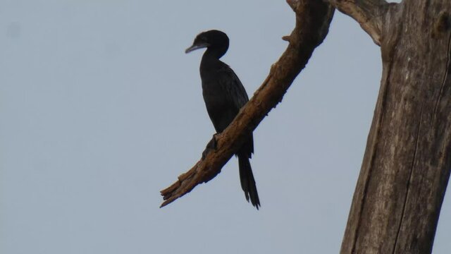 chilling cormorant bird mp4 .