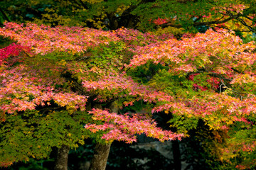 京都　嵐山　紅葉