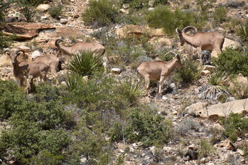 New Mexico Mountain Goats