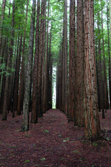 Fototapeta premium California Redwood Forest, Warburon, Victoria, Australia.