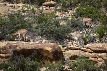 New Mexico Mountain Goats