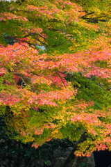 京都 嵐山 紅葉