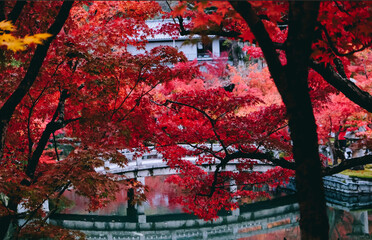 京都 永観堂 紅葉 KYOTO eikando autumn leaves