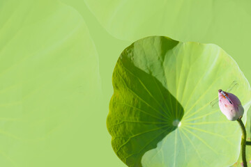 Dragonfly resting on Lotus flower, Ideal for use in the design put images and insert text