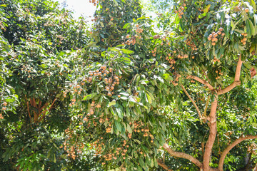 Longan orchards garden fruit on the longan tree - Tropical fruits in summer thailand